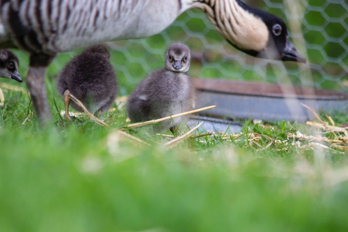 Nene gosling credit WWT and Rebecca Taylor..jpg